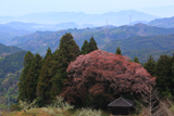 黒川庚申堂の桜