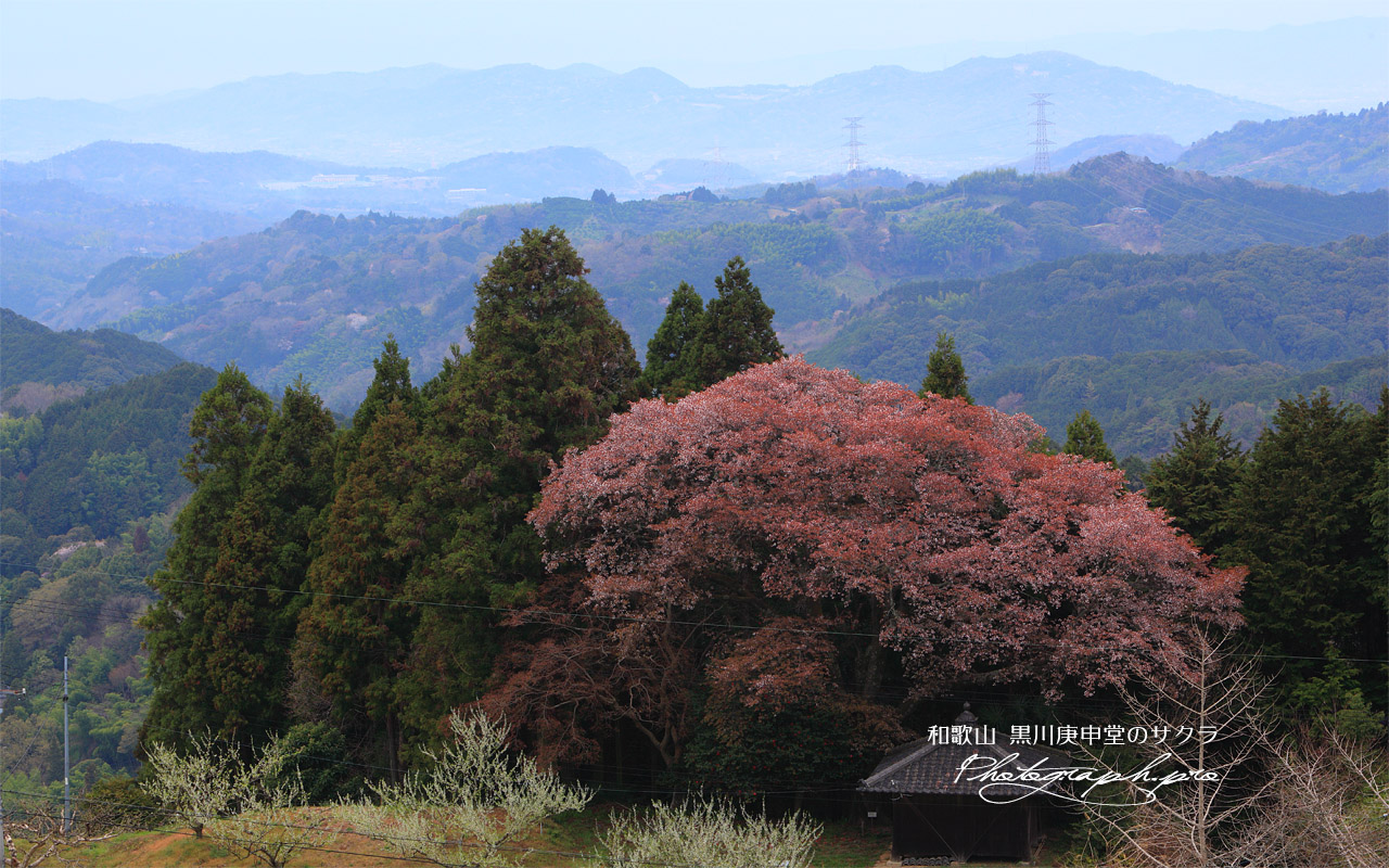 黒川庚申堂の桜 壁紙