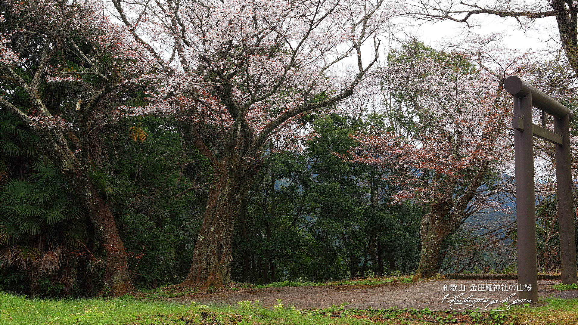 金毘羅神社の山桜