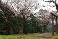 金毘羅神社の山桜