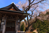 山角観音堂のしだれ桜