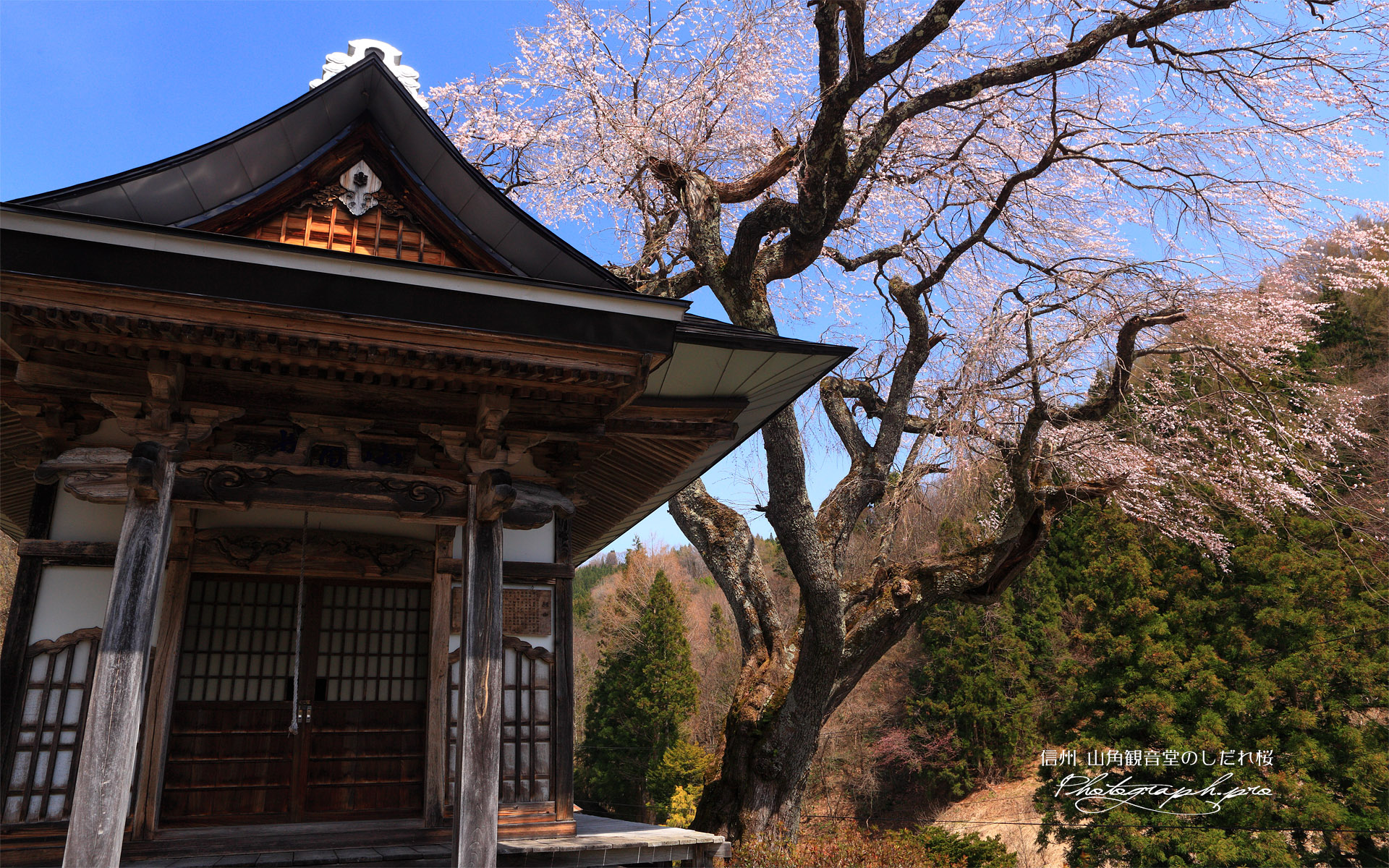 山角観音堂のしだれ桜