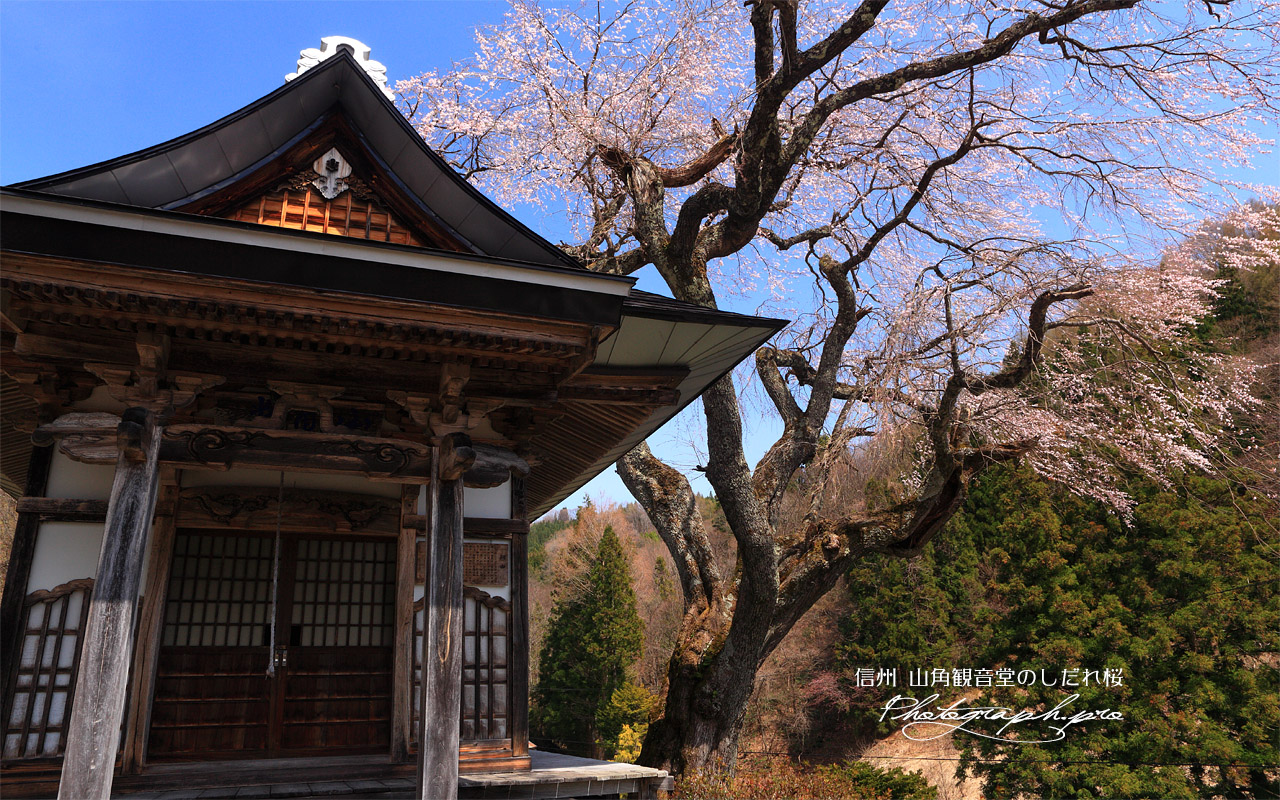 山角観音堂のしだれ桜 壁紙