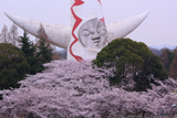 万博記念公園の桜 太陽の塔