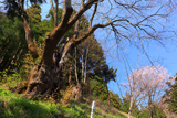 金刀毘羅神社神代桜