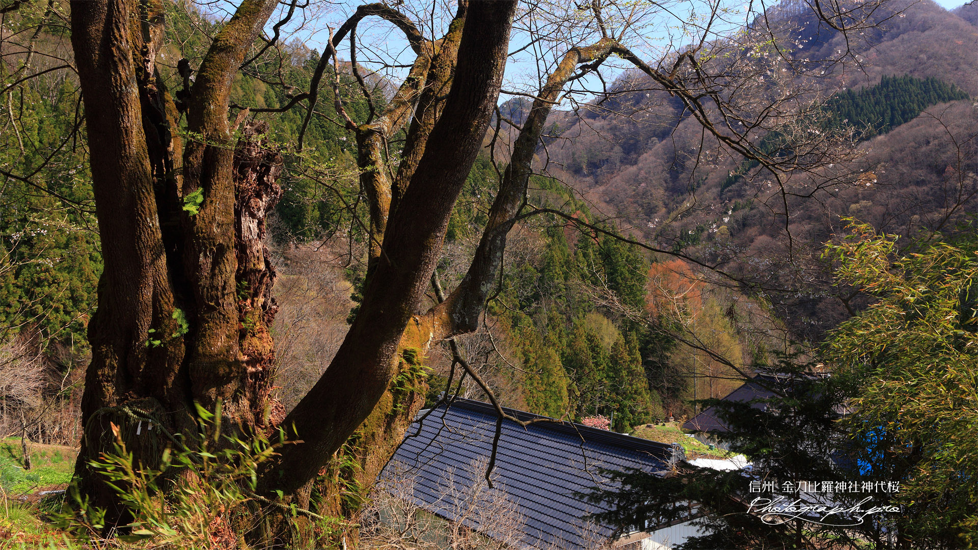 金刀比羅神社神代桜