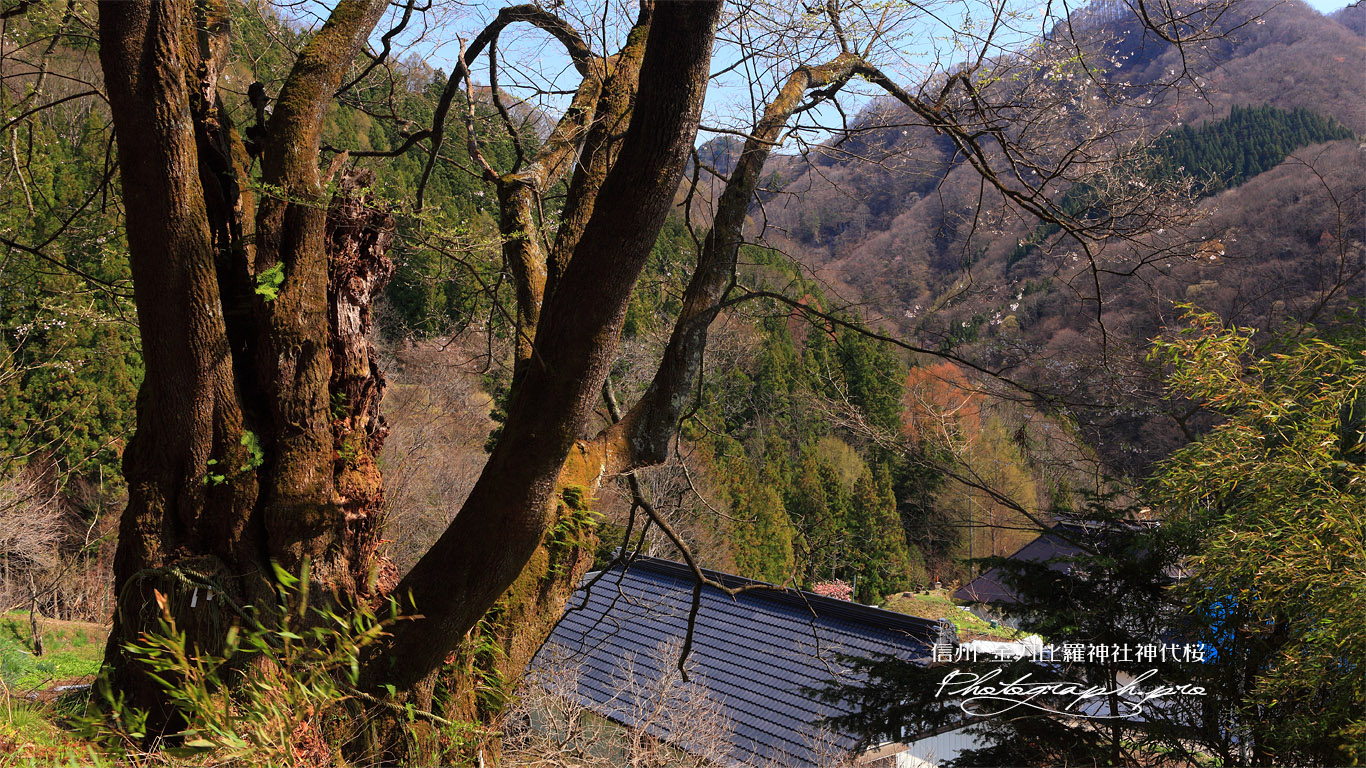 金刀比羅神社神代桜 壁紙
