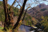 金刀比羅神社神代桜