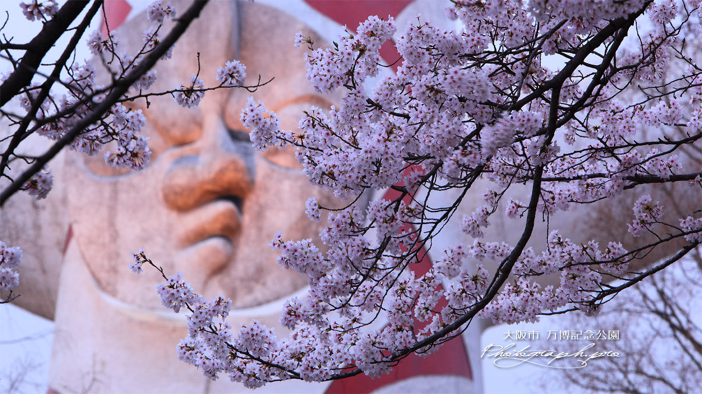 万博記念公園の桜 太陽の顔 壁紙