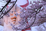 万博記念公園の桜 太陽の顔