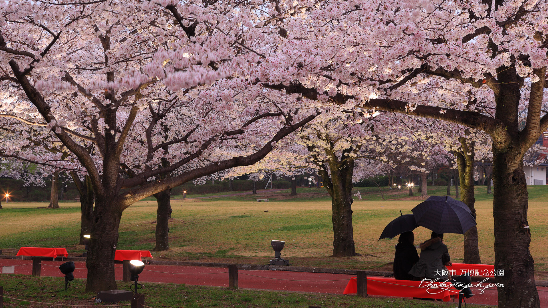 万博記念公園の桜 春雨