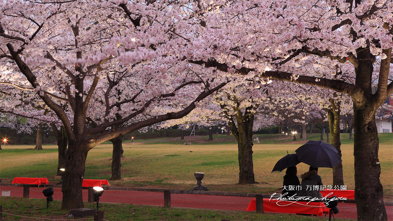 万博記念公園の桜 春雨 壁紙