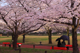 万博記念公園の桜 春雨