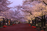 万博記念公園の桜 東大路桜並木