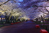 万博記念公園の桜 夜桜
