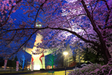 万博記念公園の桜 何だ、これは
