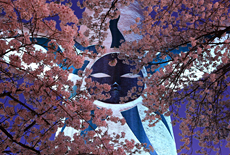 万博記念公園の桜