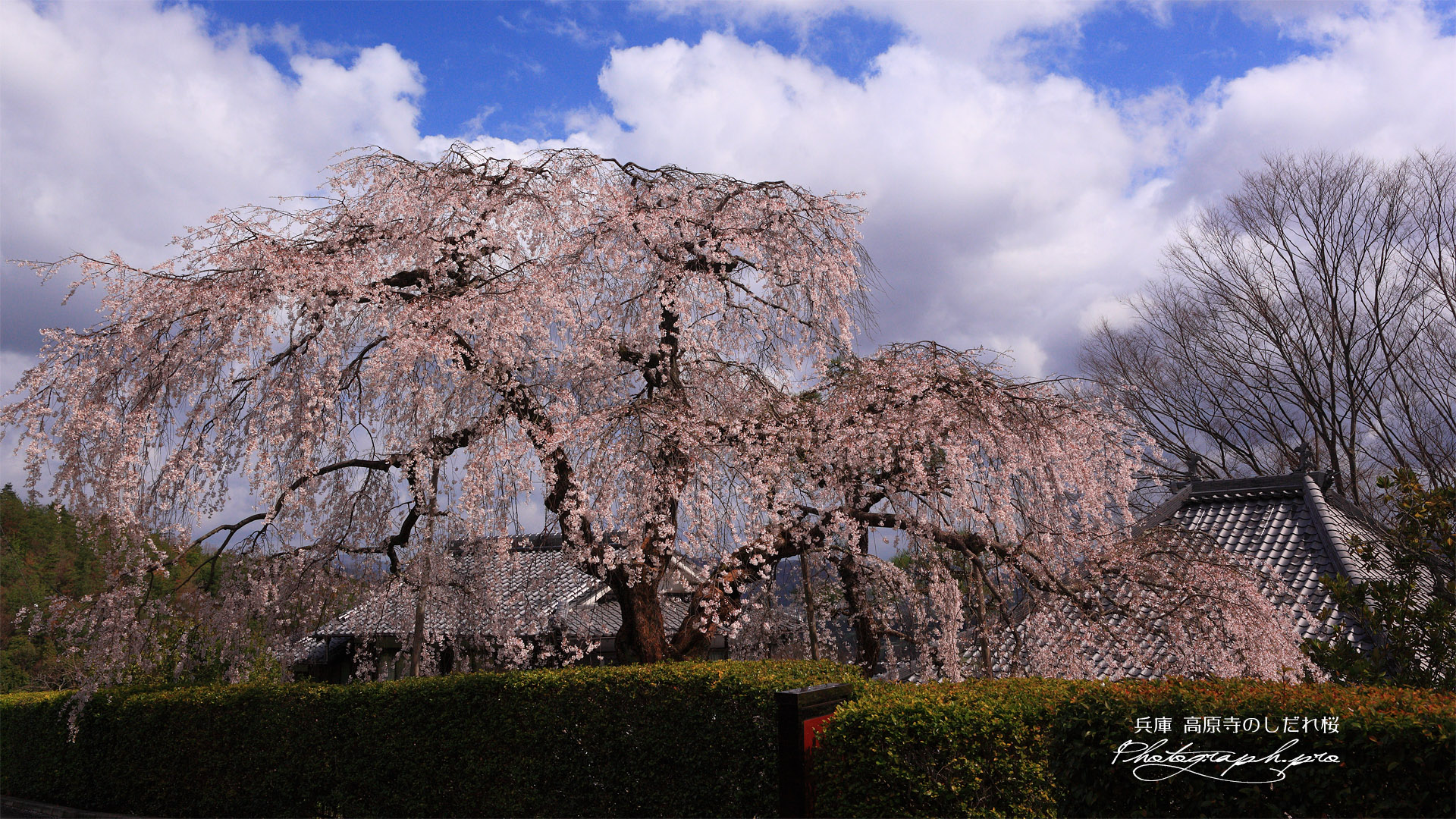 高原寺のしだれ桜