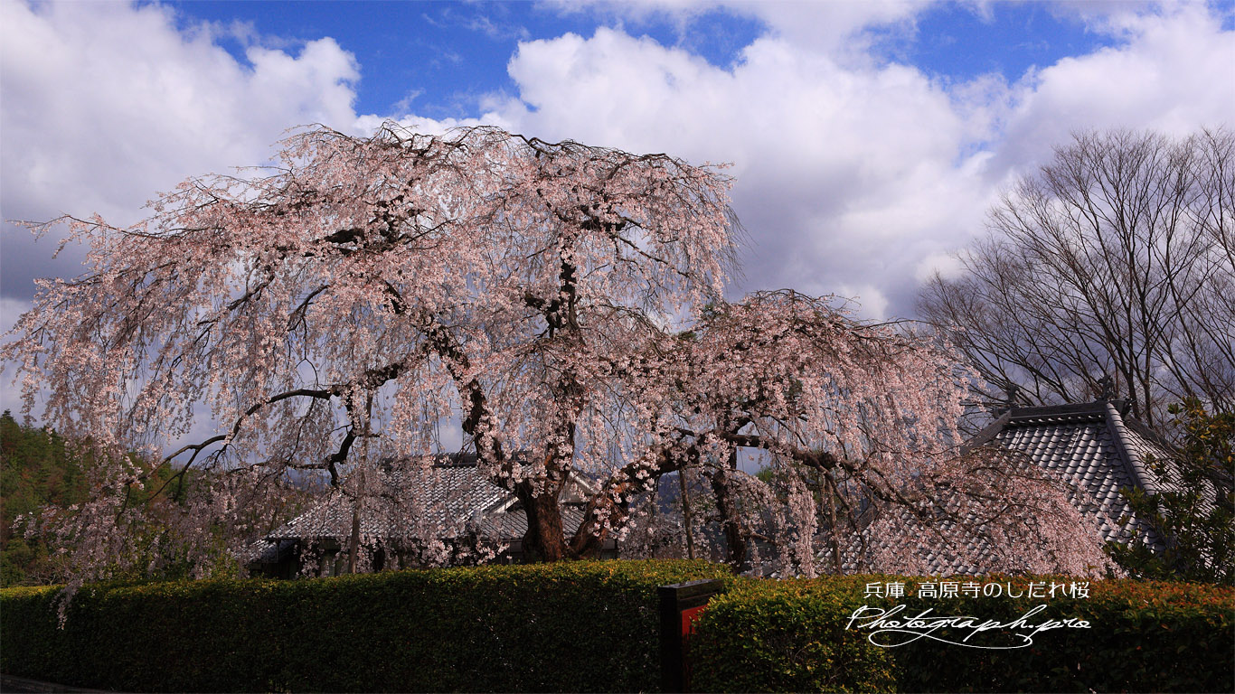 高原寺のしだれ桜 壁紙