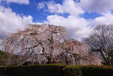 高原寺のしだれ桜
