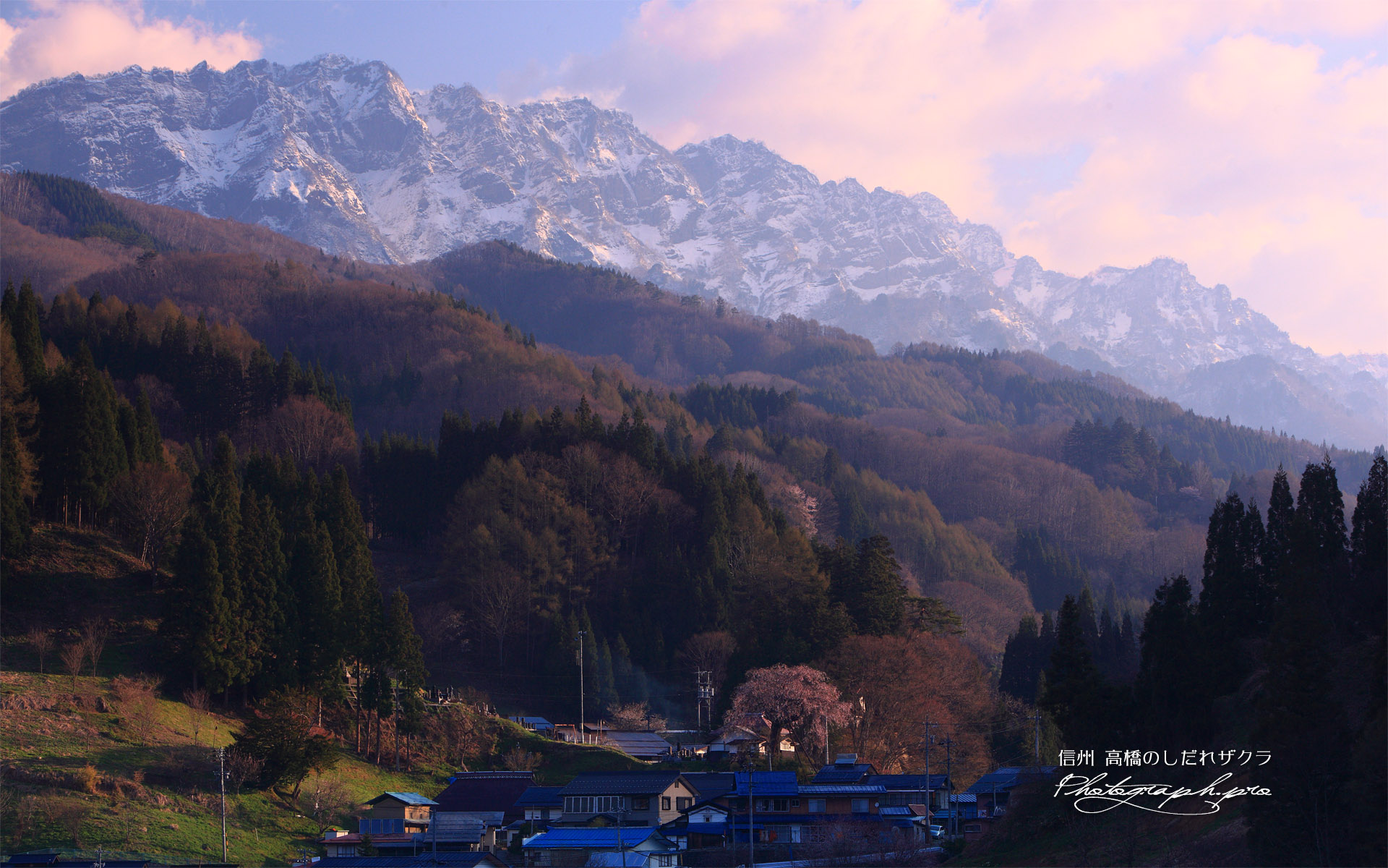 高橋のしだれ桜