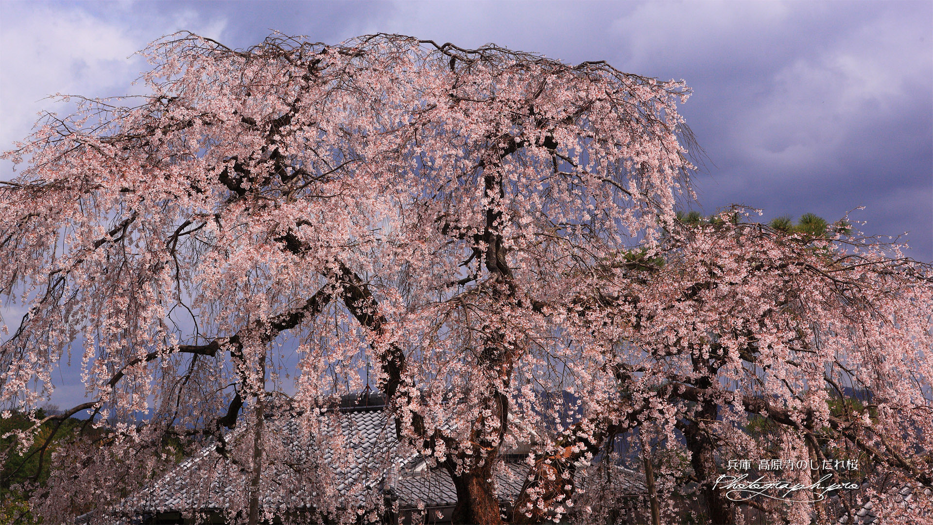 高原寺の枝垂れ桜