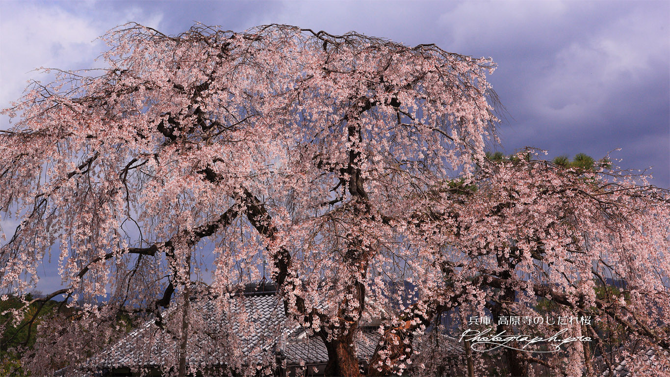 高原寺の枝垂れ桜 壁紙
