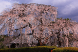 高原寺の枝垂れ桜