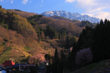 財又のしだれ桜