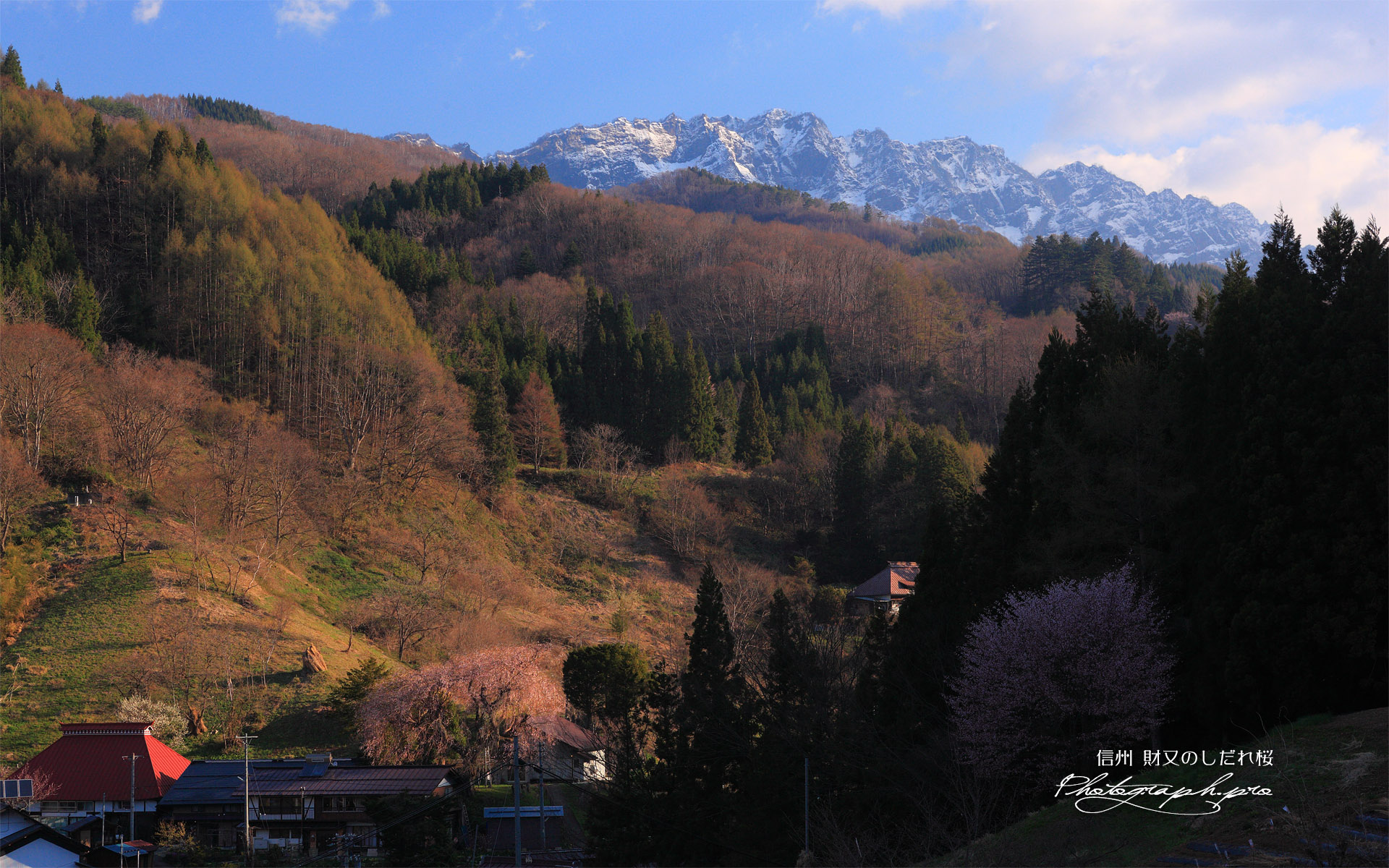 財又のしだれ桜