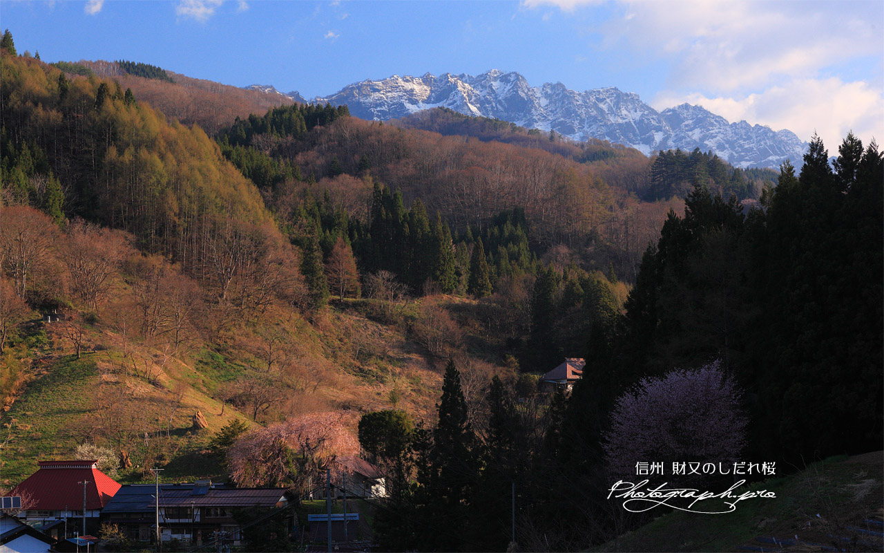 財又のしだれ桜 壁紙