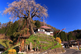 高橋の枝垂れ桜