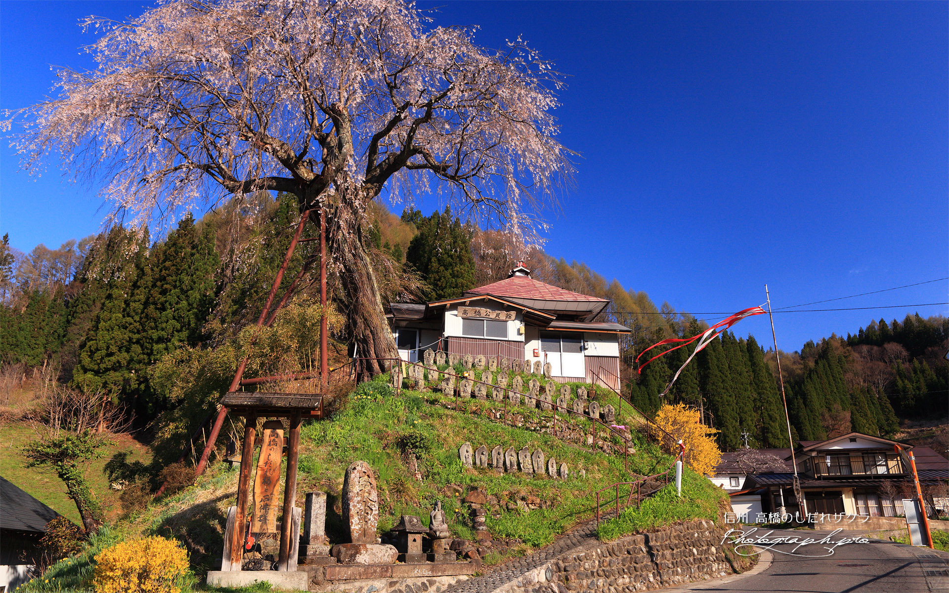 高橋の枝垂れ桜
