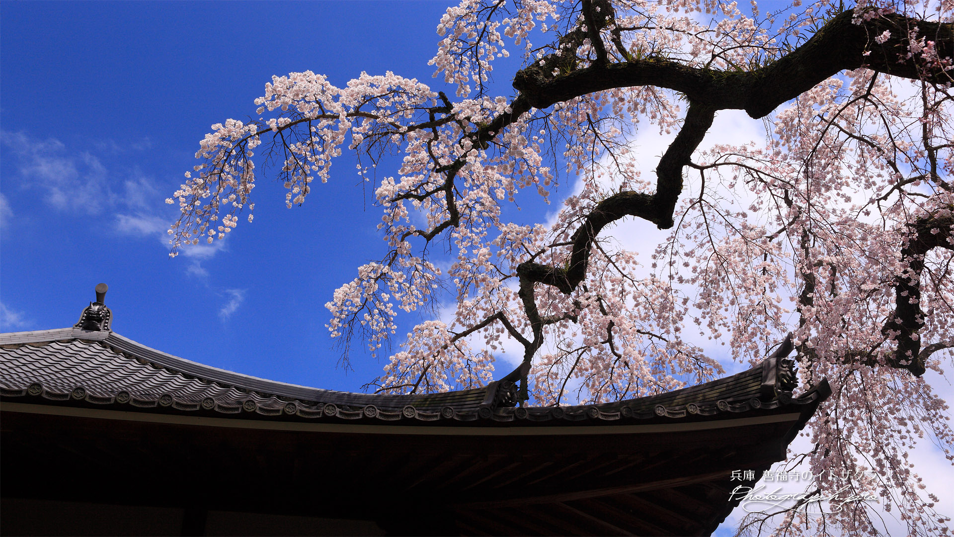善福寺のシダレザクラ