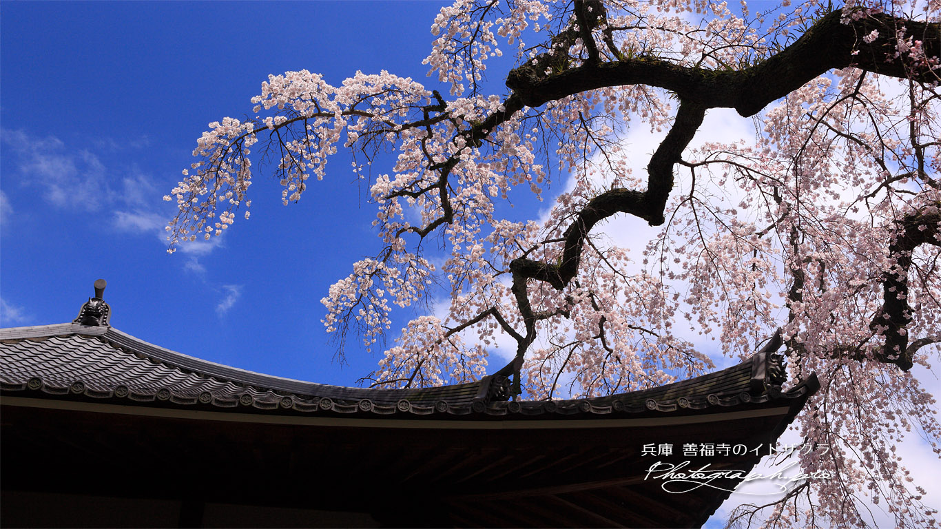善福寺のシダレザクラ 壁紙