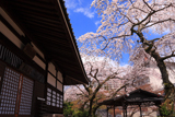 善福寺の糸桜