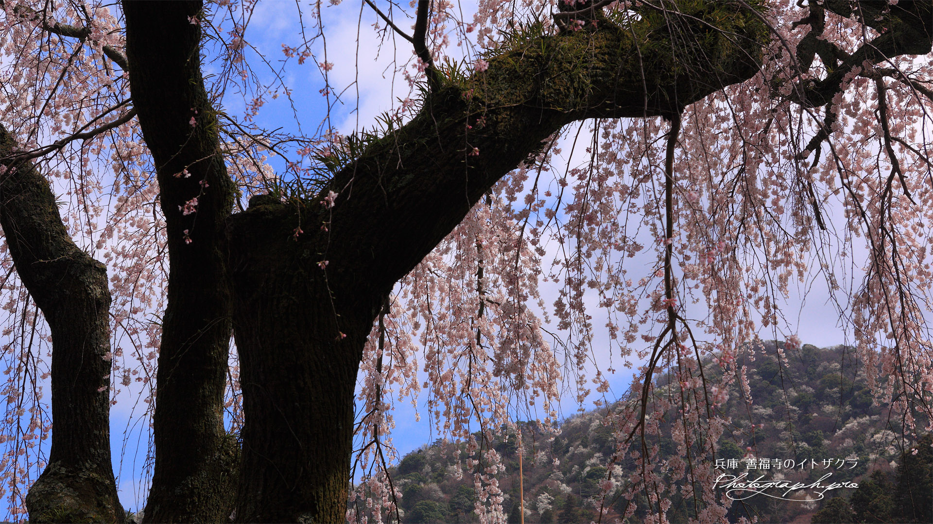 善福寺のしだれ桜