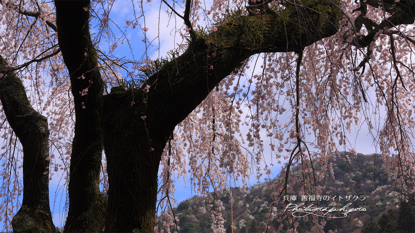 善福寺のしだれ桜 壁紙