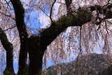 善福寺のしだれ桜