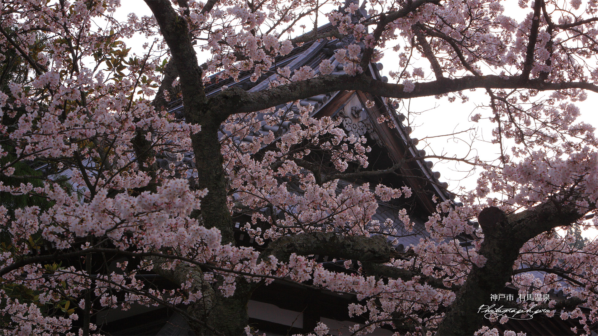 有馬温泉の桜 温泉寺