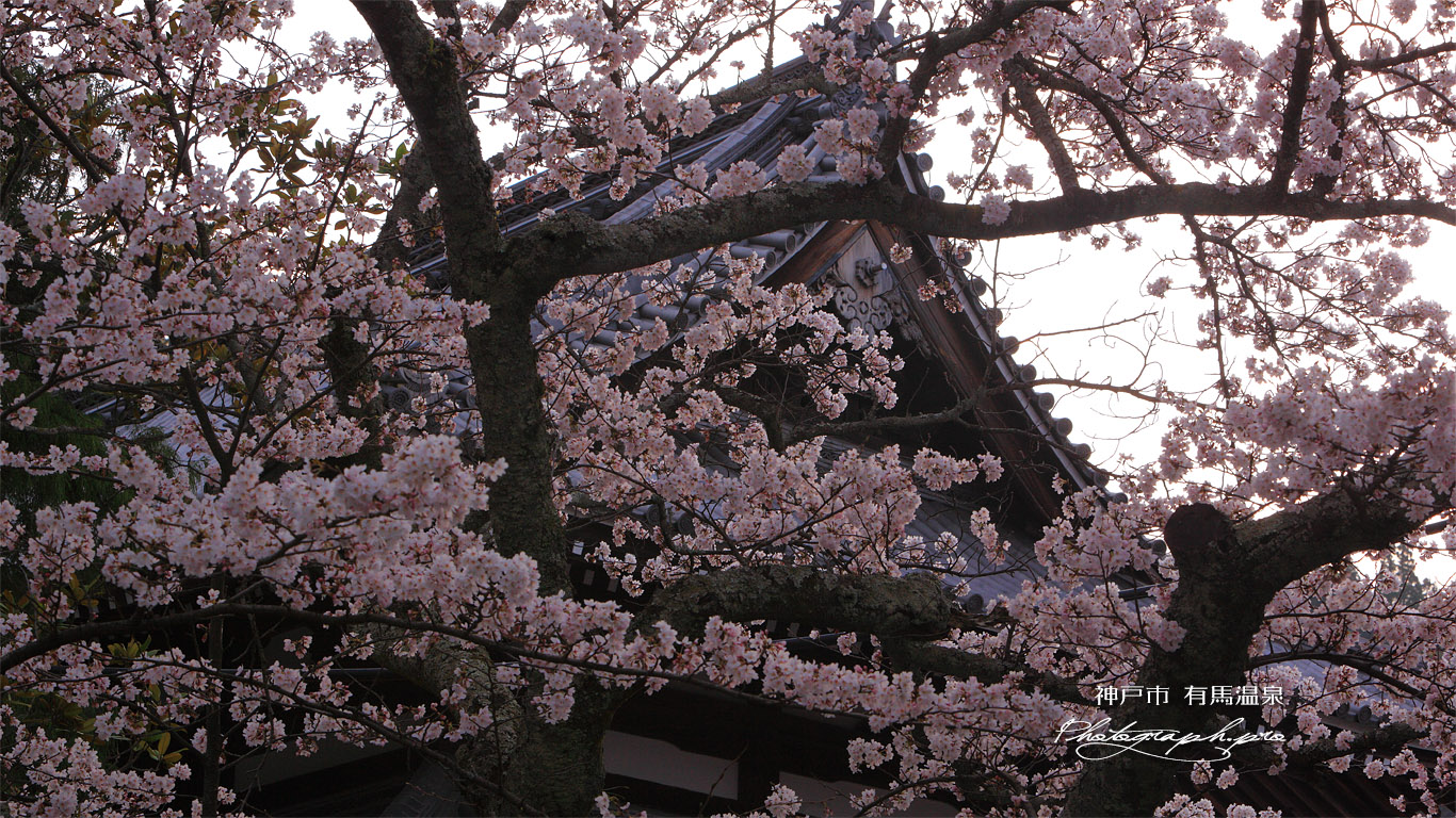 有馬温泉の桜 温泉寺 壁紙