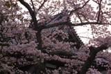 有馬温泉の桜 温泉寺