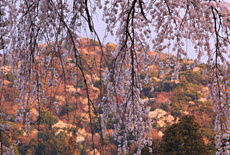 有馬温泉の桜