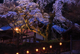 善福寺の枝垂れ桜