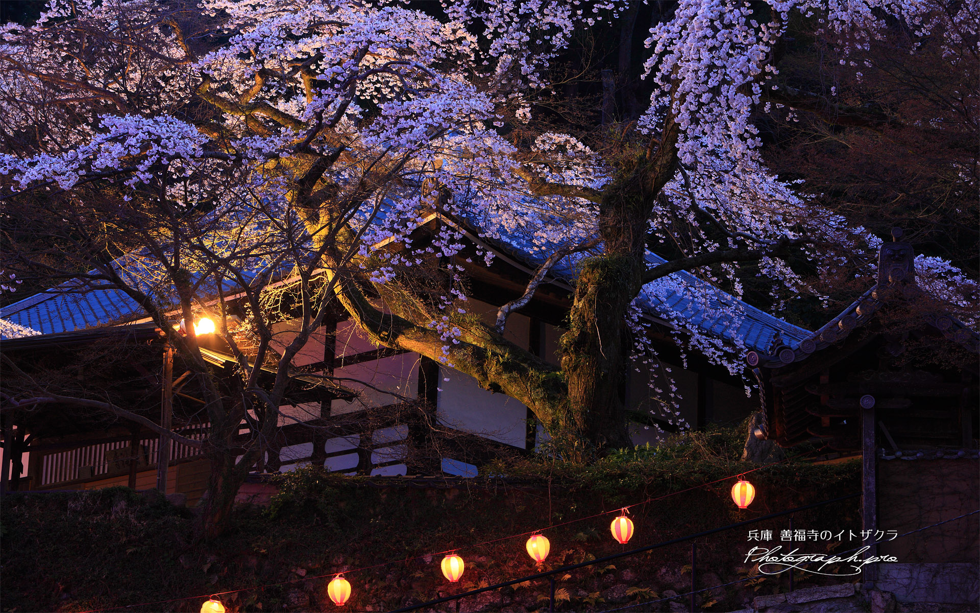 善福寺の枝垂れ桜
