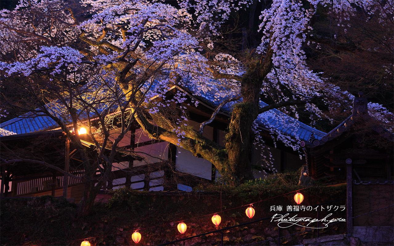 善福寺の枝垂れ桜 壁紙