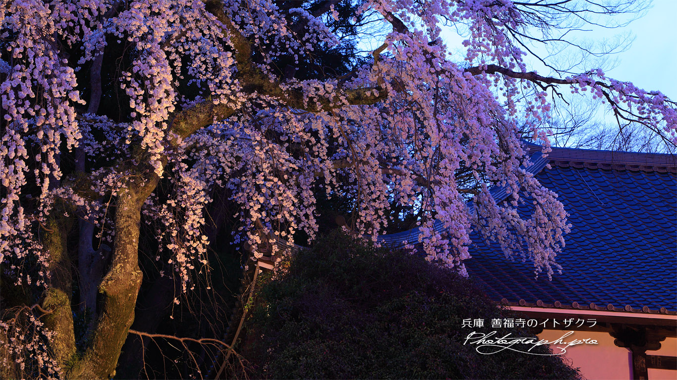 善福寺の枝垂桜 壁紙
