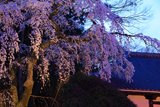 善福寺の枝垂桜