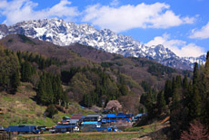 長野県の桜