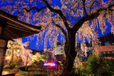 善福寺の糸ザクラ